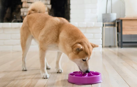 Kiedy warto sięgnąć po miski spowalniające dla psów?