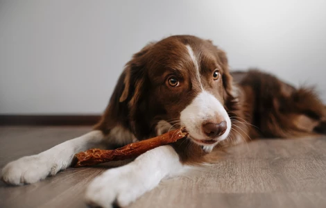 Jadalne gryzaki dla psów - jakie wybierać, jak ich używać i dlaczego są takie ważne?