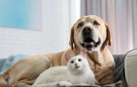 Jak ułatwić psu i kotu wspólne życie w jednym domu?