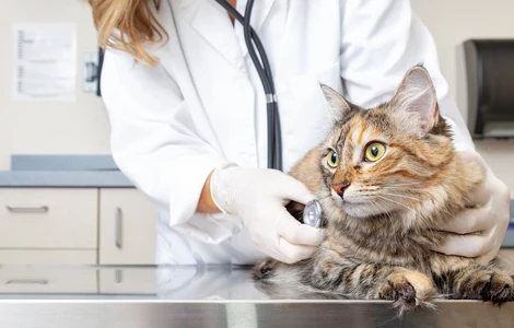 Jakie badania profilaktyczne warto wykonywać u kota?