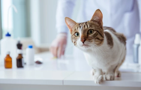 Czym są choroby nerek u kotów i jak prawidłowo dbać o kota 