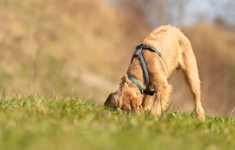 Koprofagia – dlaczego pies zjada kupy i jak z tym walczyć?