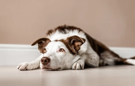 Jak wyciszyć psa i nauczyć go odpoczywania?