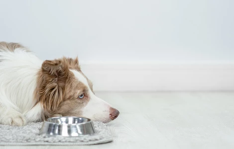 Jak pomóc psu, który ma biegunkę?
