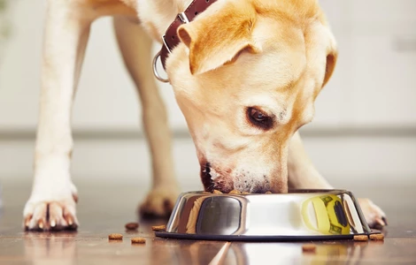 Co zrobić, gdy pies broni jedzenia?
