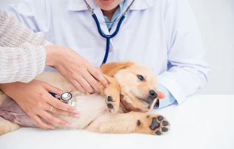 Profilaktyka zdrowotna u szczeniąt – jak uchronić psiego malucha przed chorobami?